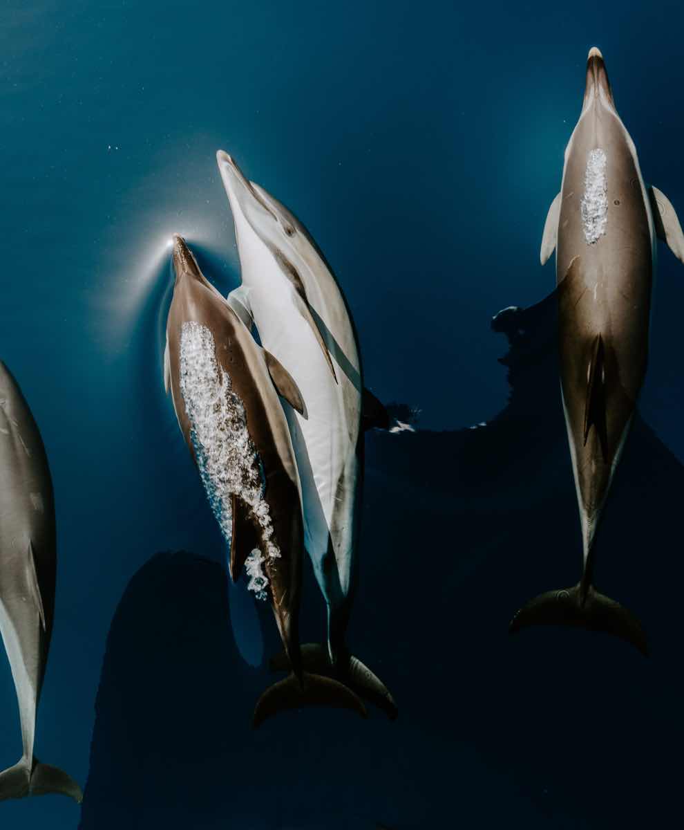 flavio-gasperini-tCyr7tR7udc-unsplash flavio-gasperini-tCyr7tR7udc-unsplash